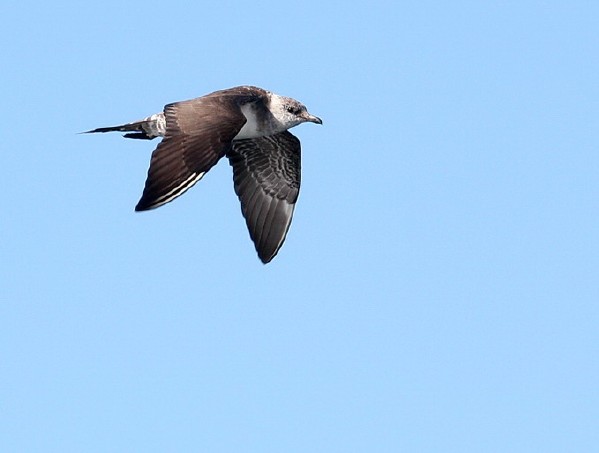 Long-tailed Jaeger